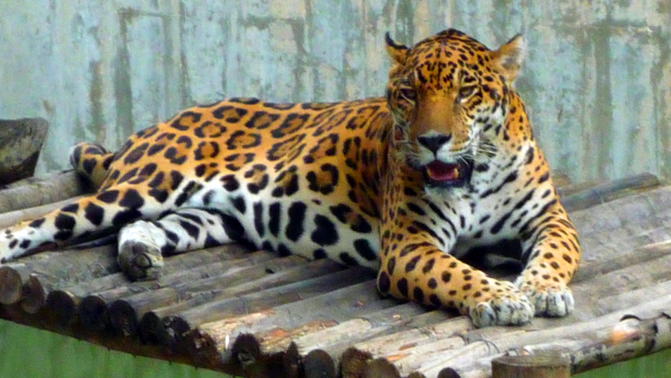 Caracas PArk Este 052